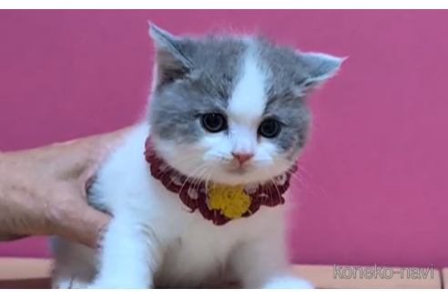 成約済の東京都のスコティッシュフォールド-100482の3枚目